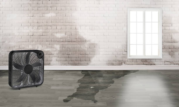 Best Basement water damage restoration  in Algona, WA