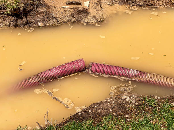 Best Water damage mitigation services  in Algona, WA